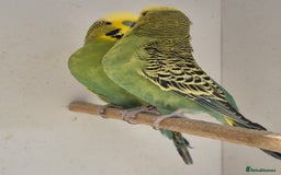 Budgerigars birds for sale: Breeding Pair - Image 5
