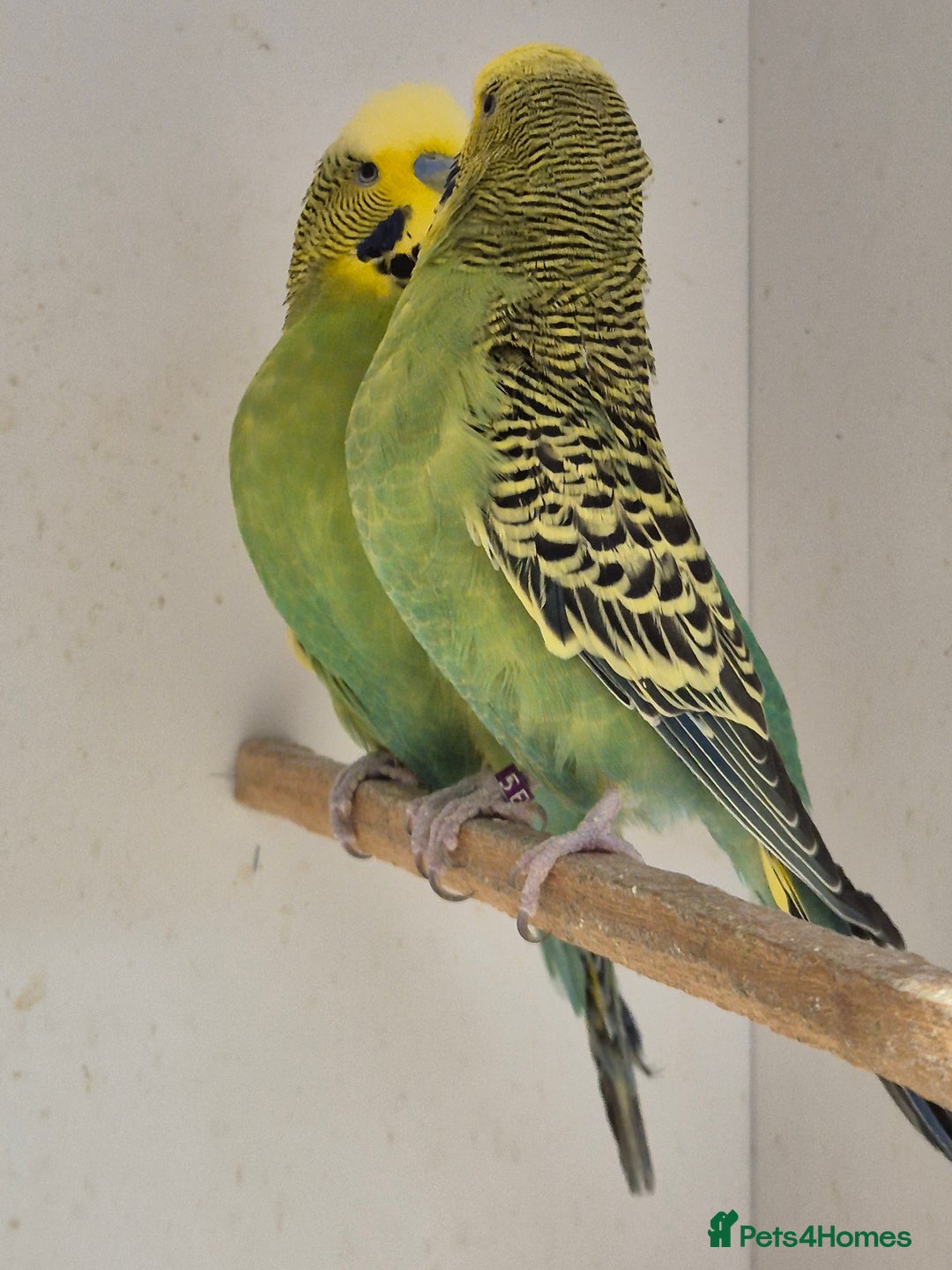 Budgerigars birds for sale: Breeding Pair - Image 5