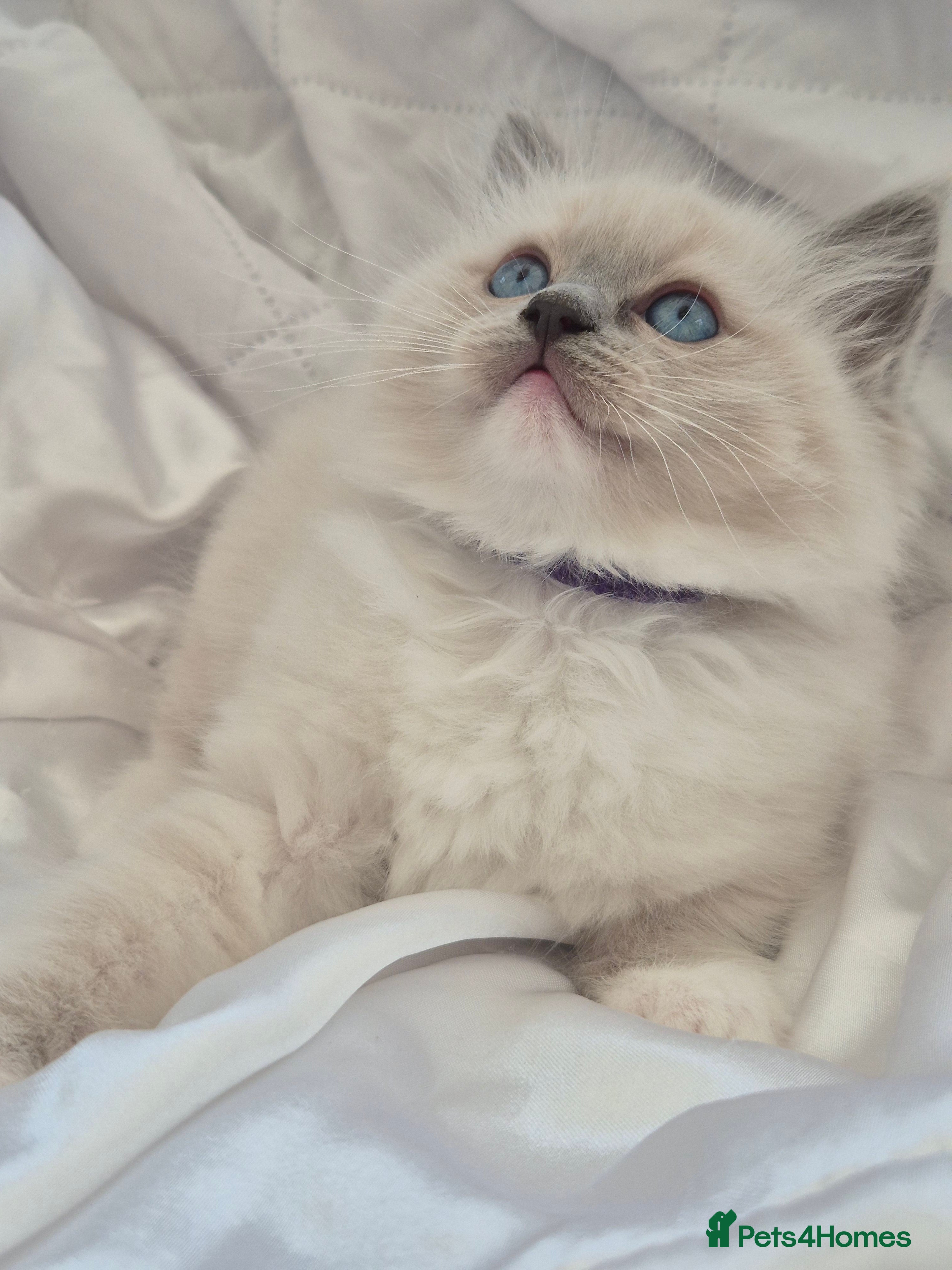 Ragdoll cats Ragdall Gccf ChampionBloodlines DNA TESTED - Advert 1