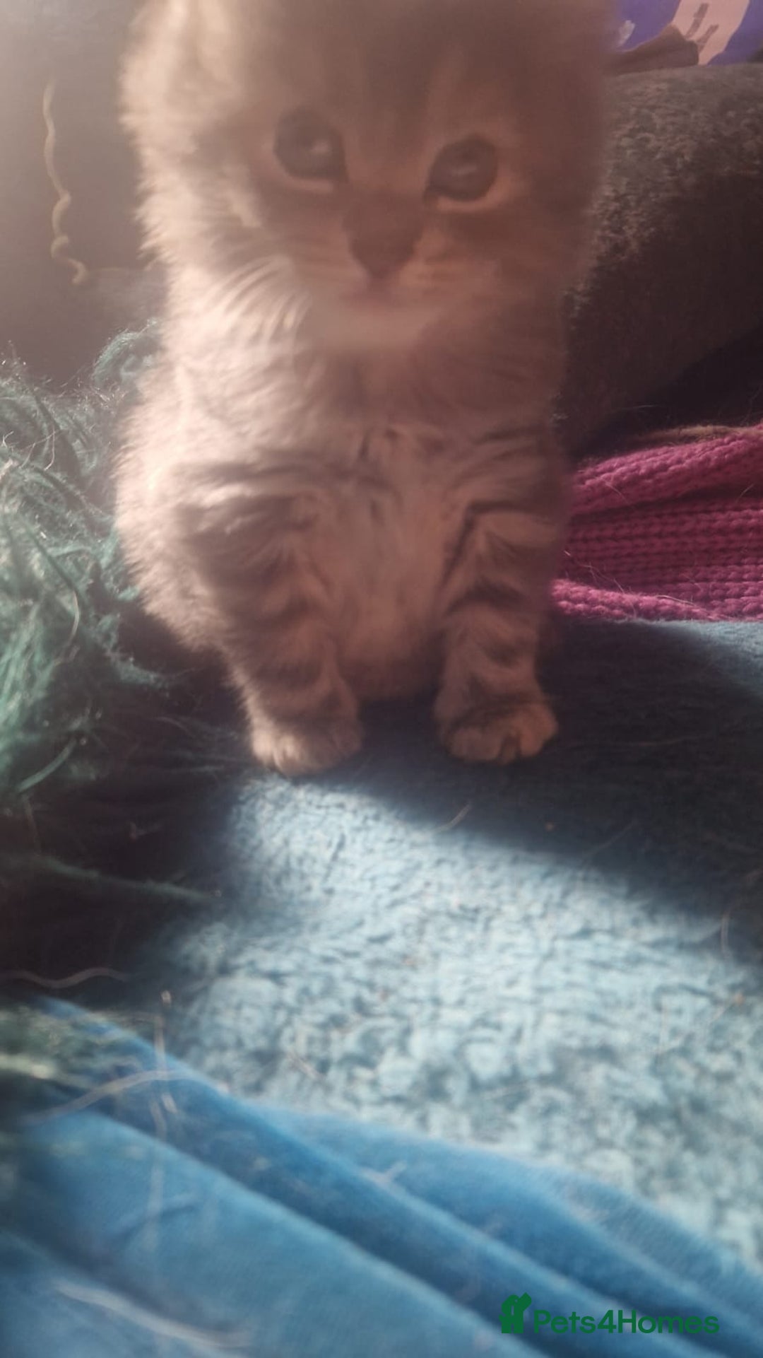 Mixed Breed cats for sale: AWESOME FLUFFY CHUNKY NORWEGIAN FOREST CAT X - Advert 27