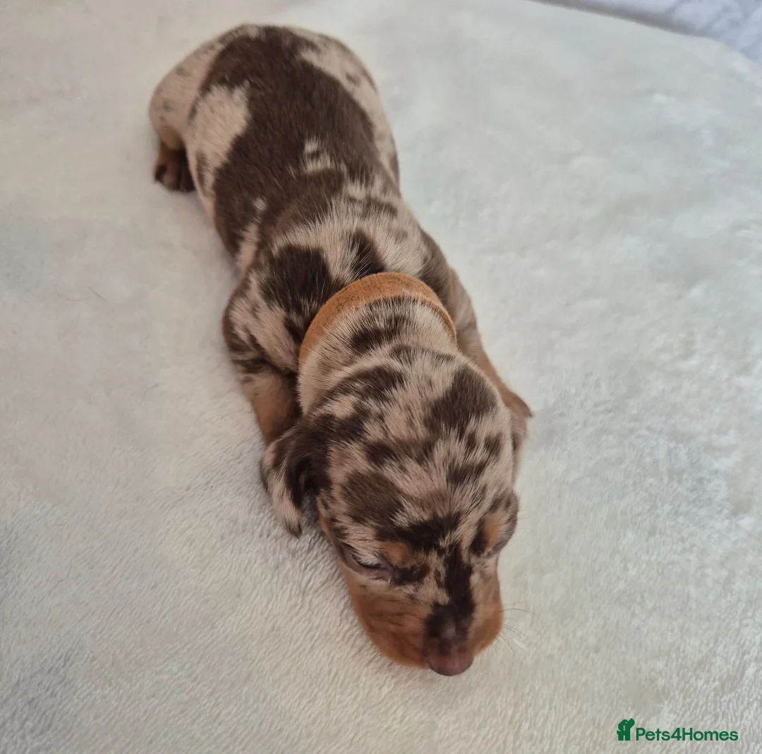 Miniature Dachshund dogs for sale: 🖤 Stunning Miniature Dachshunds 🖤 - Advert 24