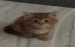 Maine Coon cats for sale: Unique 1/2 Maine Coone Kittens x 4  - Image 6