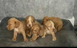Cocker Spaniel dogs for sale: Cocker spaniel puppies  - Image 2