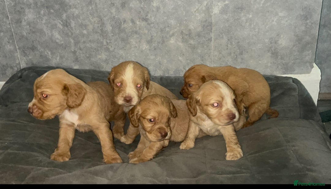 Cocker Spaniel dogs for sale: Cocker spaniel puppies  - Image 2