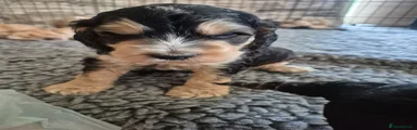 Cockapoo 1