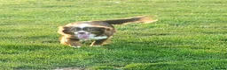 Miniature American Shepherd dogs for sale: Miniature/Toy Australian Shepherd Pups Available - Advert 2