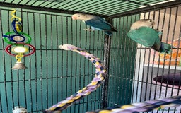 Lovebirds birds for sale: Fischers lovebirds  - Image 1