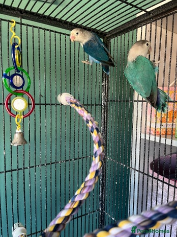 Lovebirds birds - Advert 11