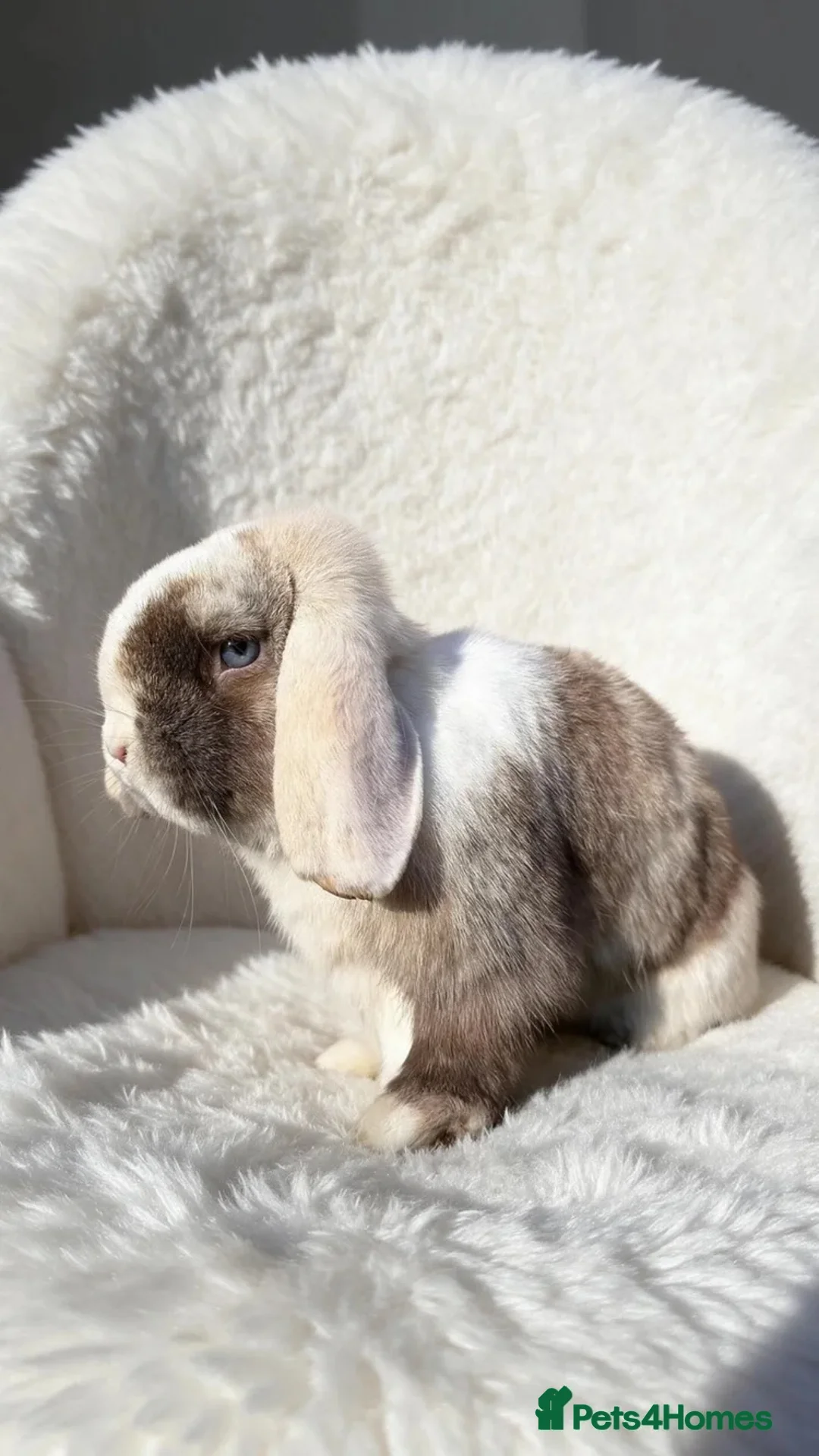 Mini Lop rabbits for sale: Chocolate harlequin mini lop doe in Redditch - Advert 1