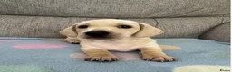 Miniature Dachshund dogs for sale: Beautiful Miniature Puppies in Portsmouth - Advert 8