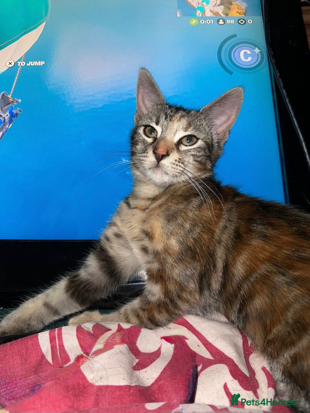 Mixed Breed cats for sale: 5 baby’s ready for there forever homes  - Image 3