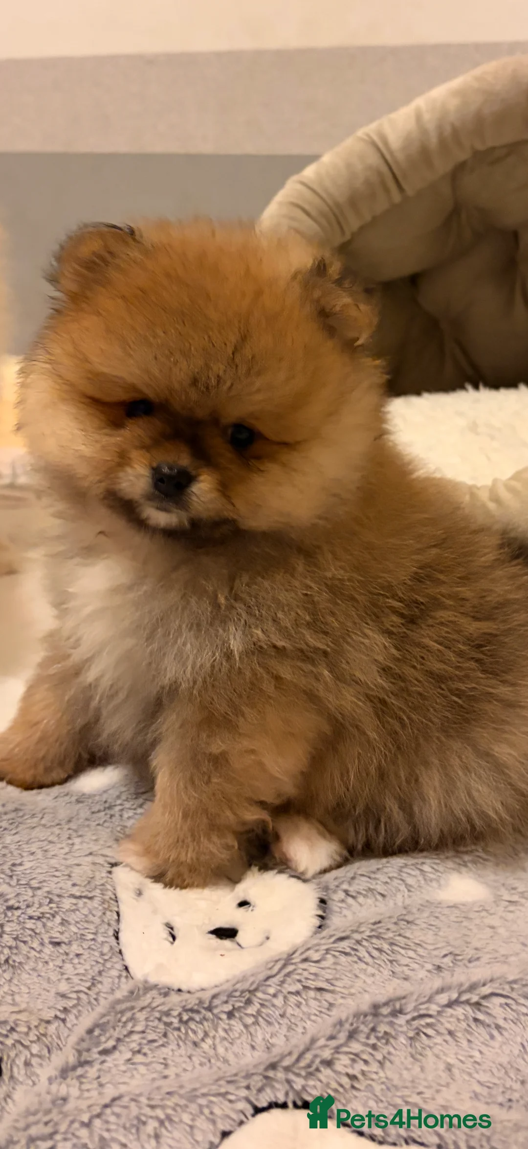 Pomeranian dogs for sale: Beautiful Pomeranian babies - Advert 3