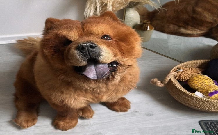 Chow Chow dogs New Home  - Advert 5