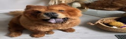 Chow Chow dogs for sale: New Home  - Advert 1