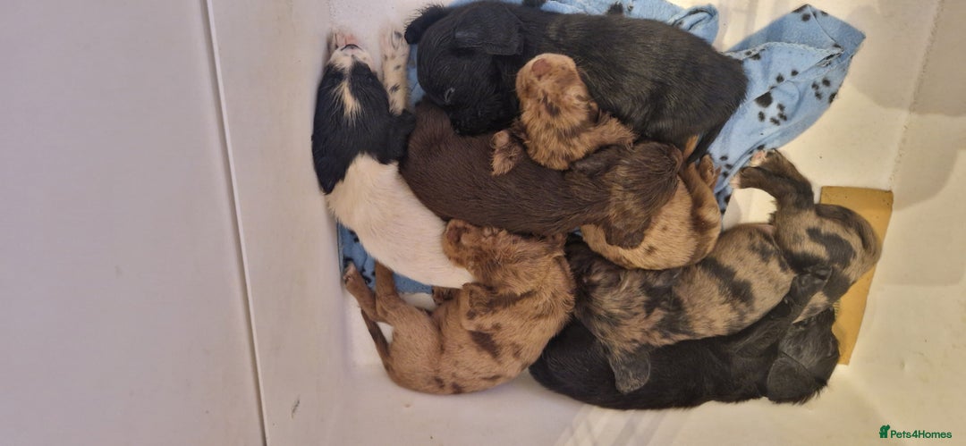 Cocker Spaniel dogs for sale: Cocker Spaniel puppies - Image 4