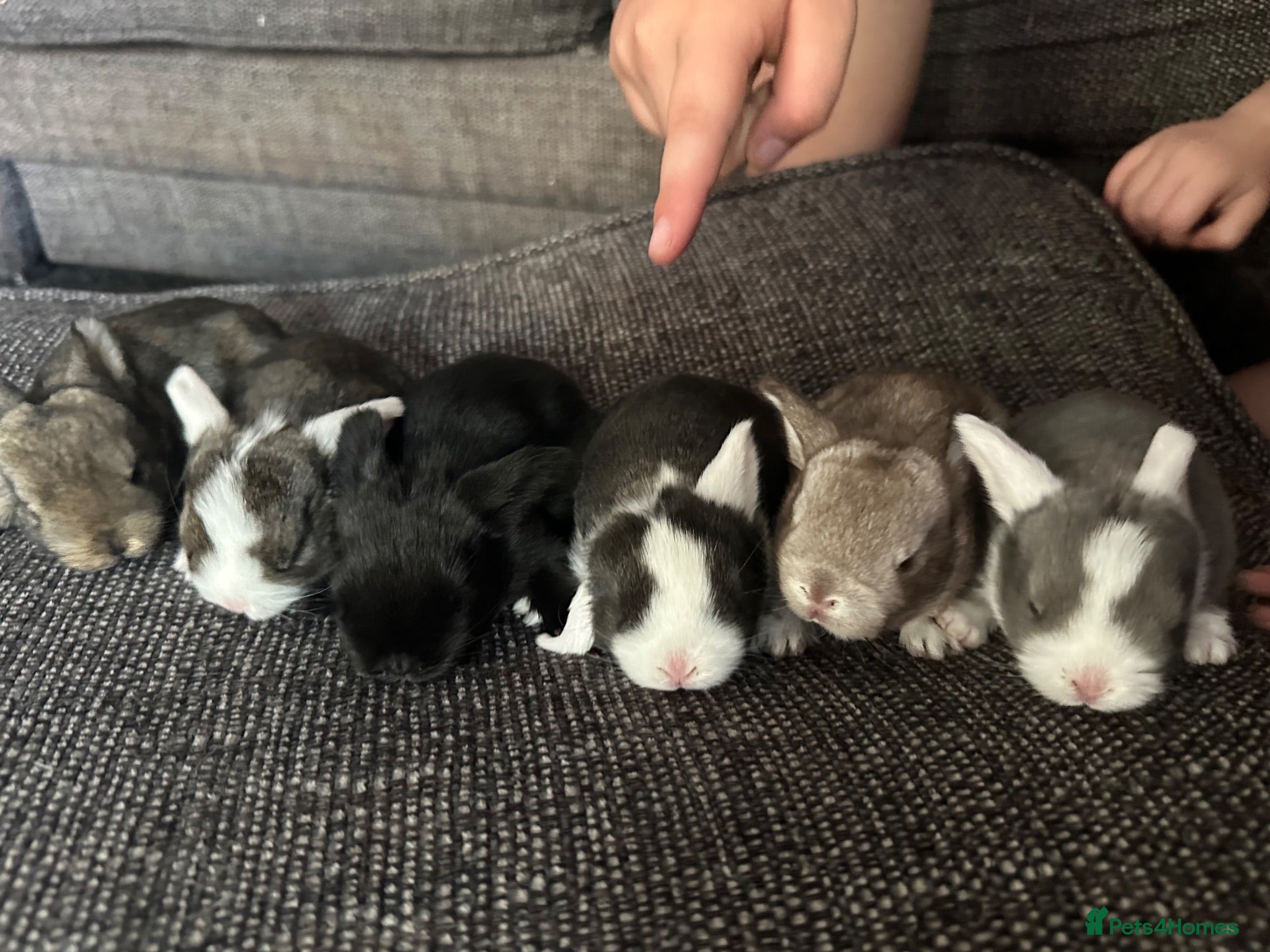 Mini Lop rabbits Baby mini lops - Advert 2