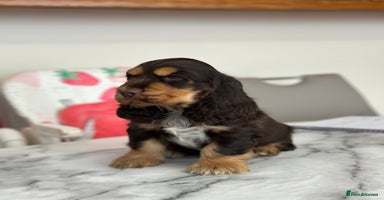Cocker Spaniel dogs - Advert 9