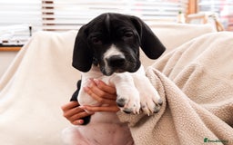 Pointer dogs for sale: English pointer puppies  - Image 23