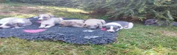 Whippet dogs for sale: Stunning coloured whippet puppies  - Advert 17