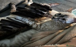 Bengal cats for sale: Snowy bengal - Image 3