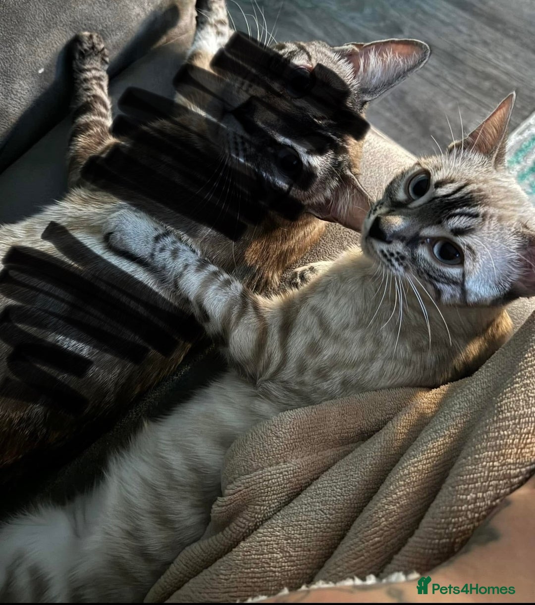 Bengal cats for sale: Snowy bengal - Image 3