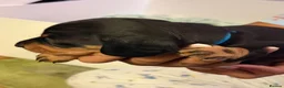 Miniature Dachshund dogs for sale: 4 male smooth hair miniature dachshund  - Advert 5