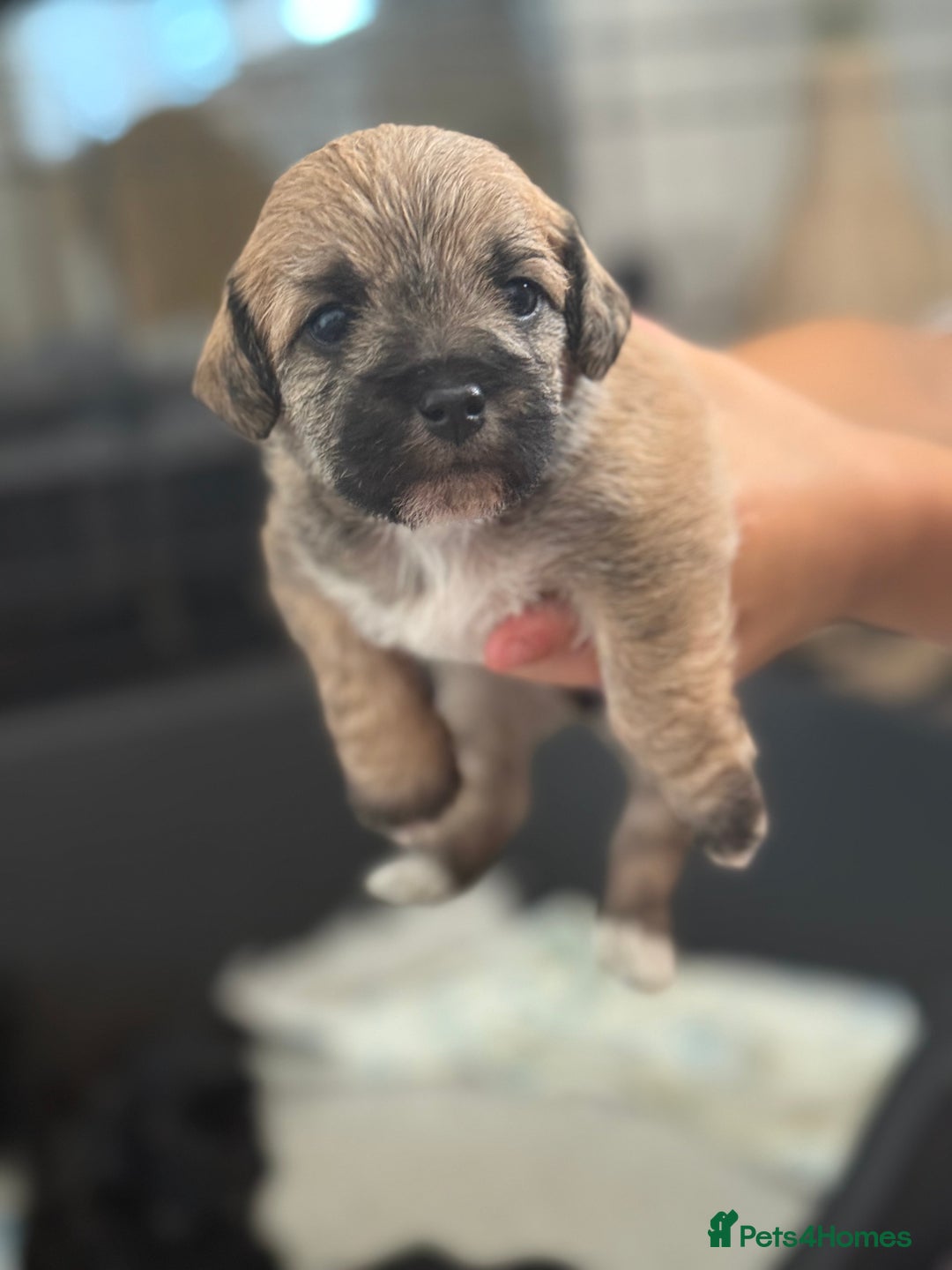 Yorkiepoo dogs for sale: Yorkiepoos - Image 9