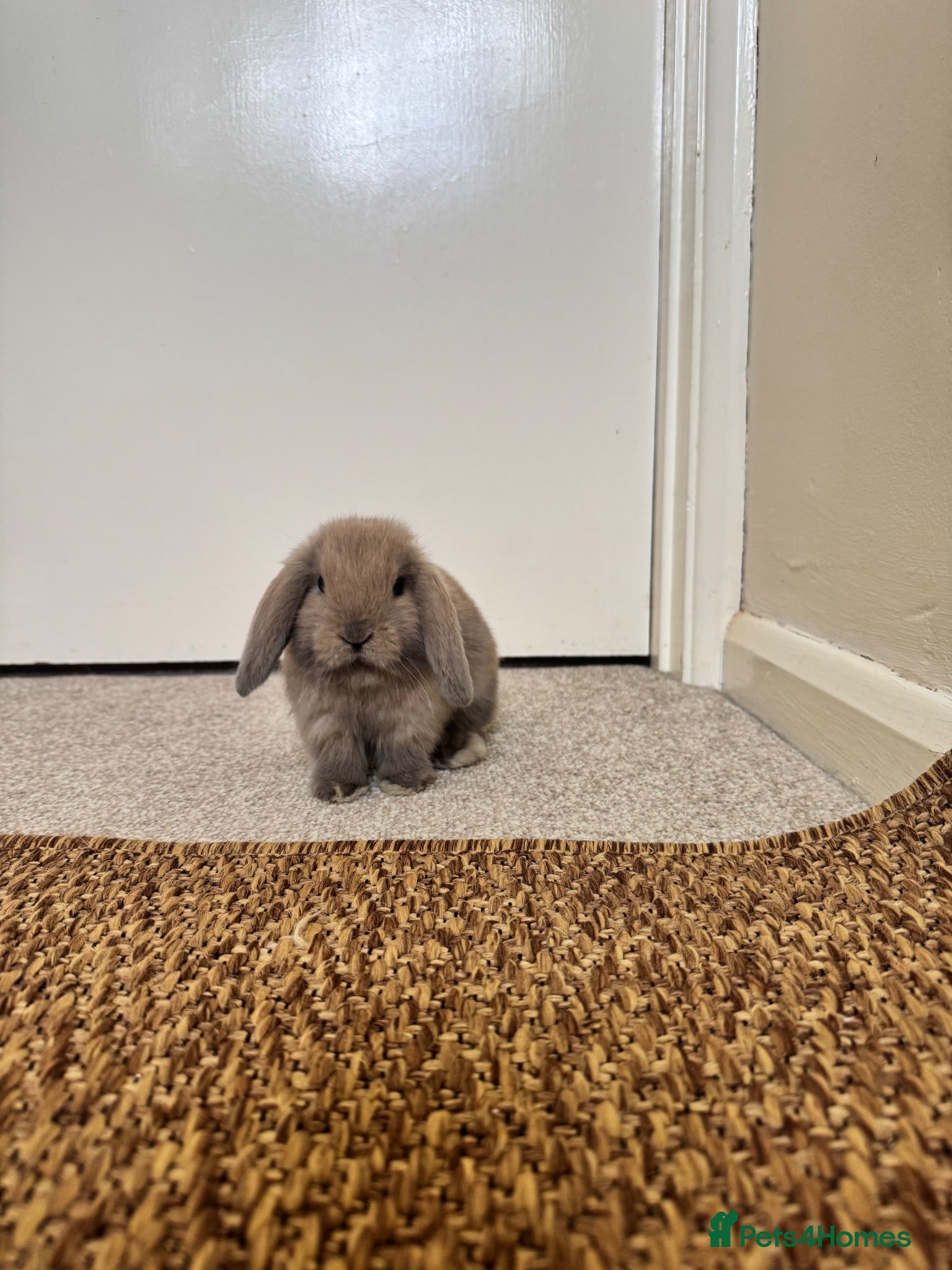 Mini Lop rabbits 3 mini lop bunnies for sale - Advert 4