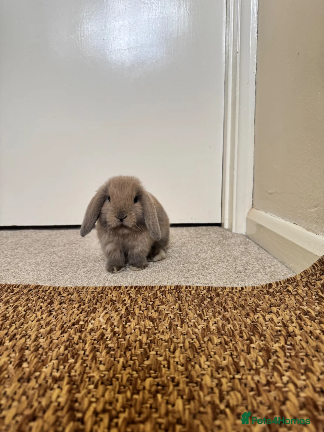 Mini Lop rabbits for sale: 3 mini lop bunnies for sale in Bedford - Advert 1