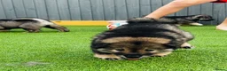 Eurasier dogs for sale: Eurasier Puppies - Kennel Club Registered  - Advert 9