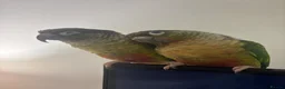 Conures birds for sale: Bonded pair of yellow-sided conures - Advert 4