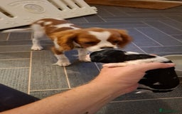 Mixed Breed dogs for sale: Spingalier pups - Image 8
