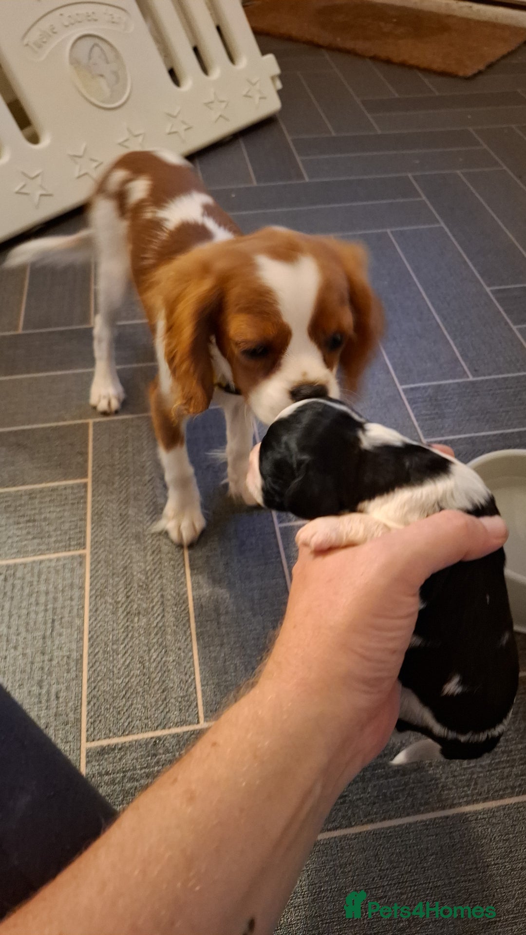 Mixed Breed dogs for sale: Spingalier pups - Image 8