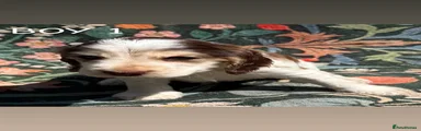 Cocker Spaniel 2