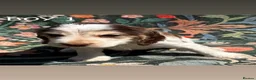 Cocker Spaniel dogs for sale: OUTSTANDING KC SHOW COCKER SPANIELS  - Advert 26