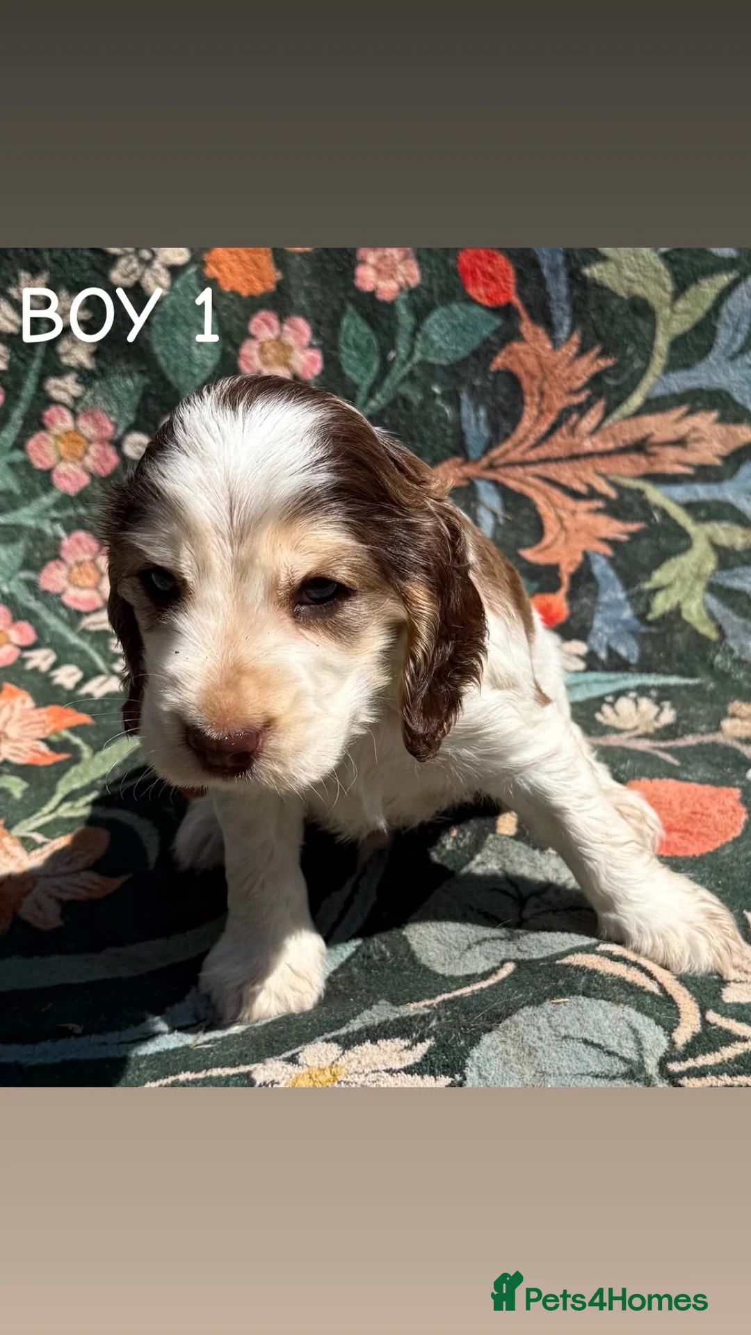 Cocker Spaniel dogs for sale: OUTSTANDING KC SHOW COCKER SPANIELS  - Advert 26