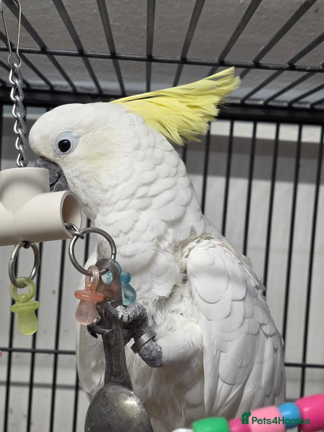 Cockatoo birds for sale: Sulphur crested cockatoo  - Advert 2
