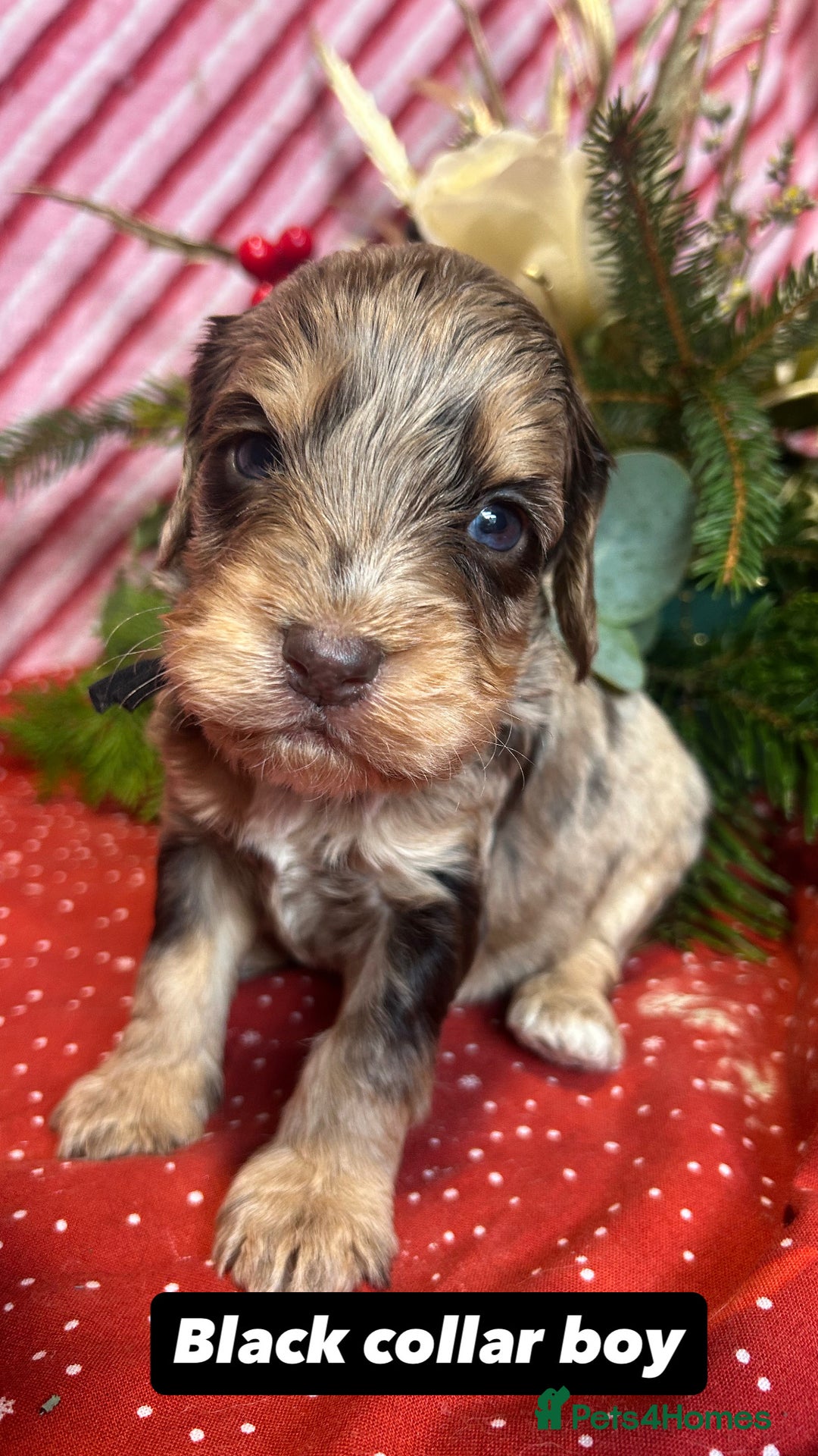 Cockapoo dogs for sale: Cute F1 cockapoo puppies  - Advert 35