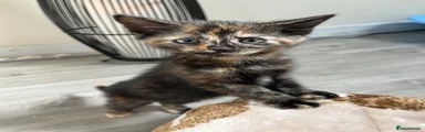 Mixed Breed Kitten 1