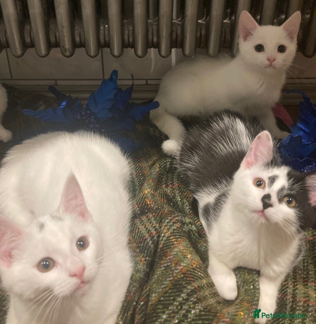 Turkish Van cats for sale: Gorgeous Turkish Van Kittens - Advert 23