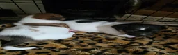 Jack Russell dogs for sale: Two beautiful boys  in Clitheroe - Advert 10