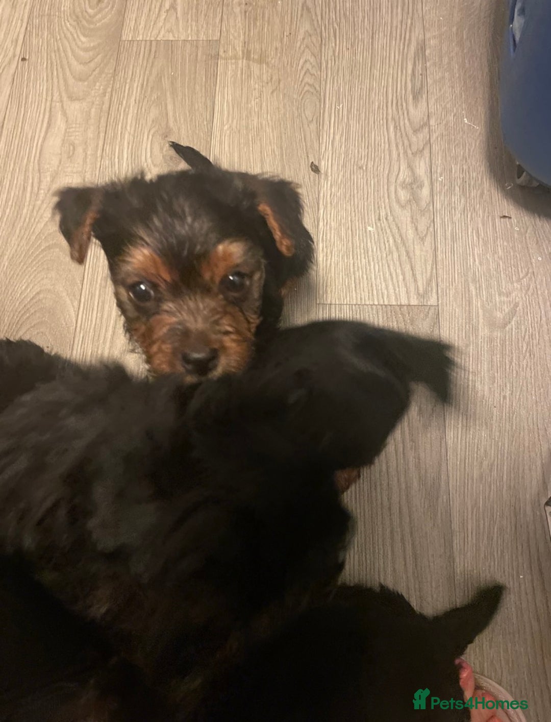 Yorkshire Terrier dogs for sale: Ready to go 2 boys snd 2 girls  - Advert 5