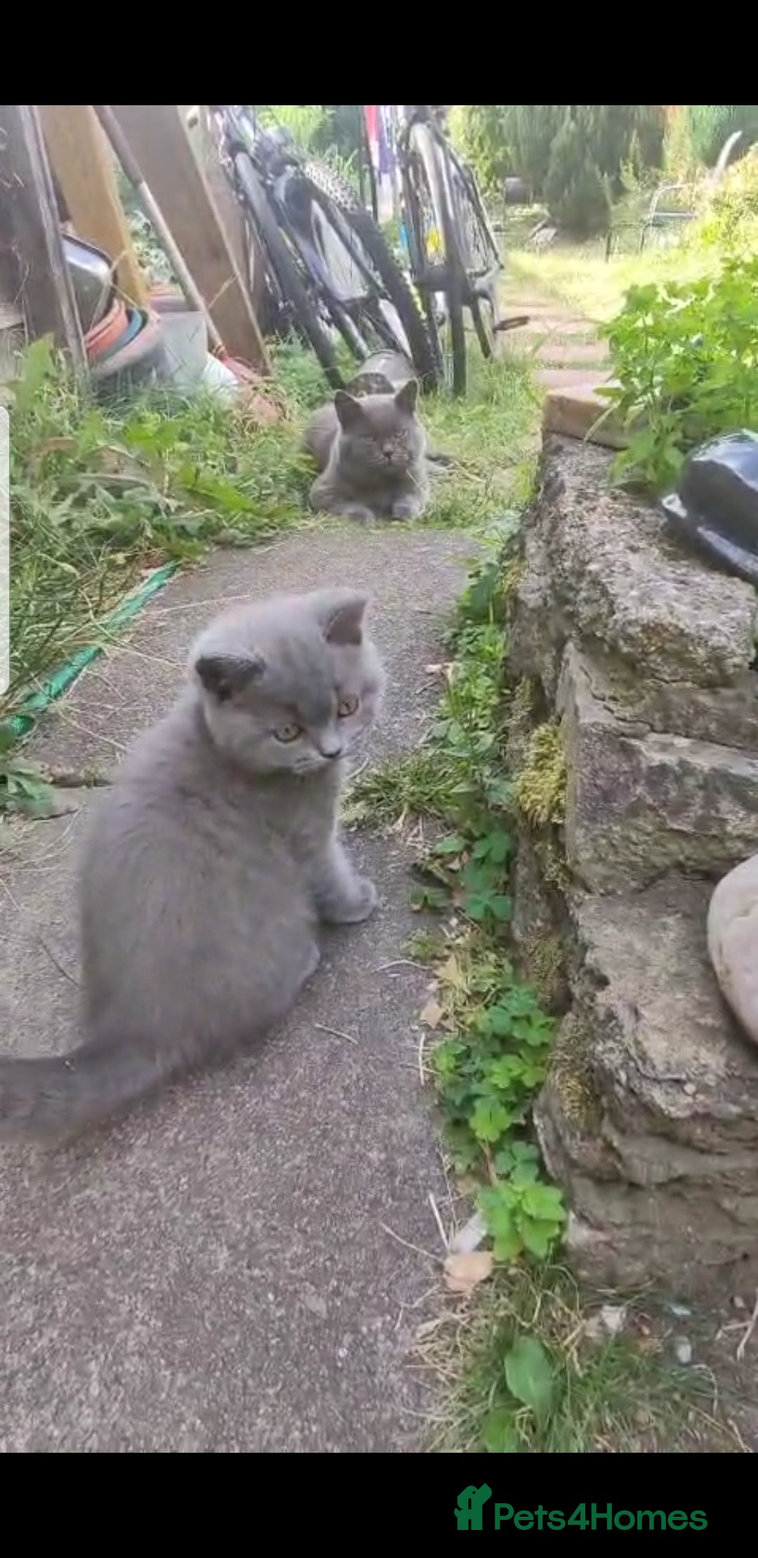 British Shorthair cats for stud: Fantastic King British blue shorthair cat MAX - Image 1