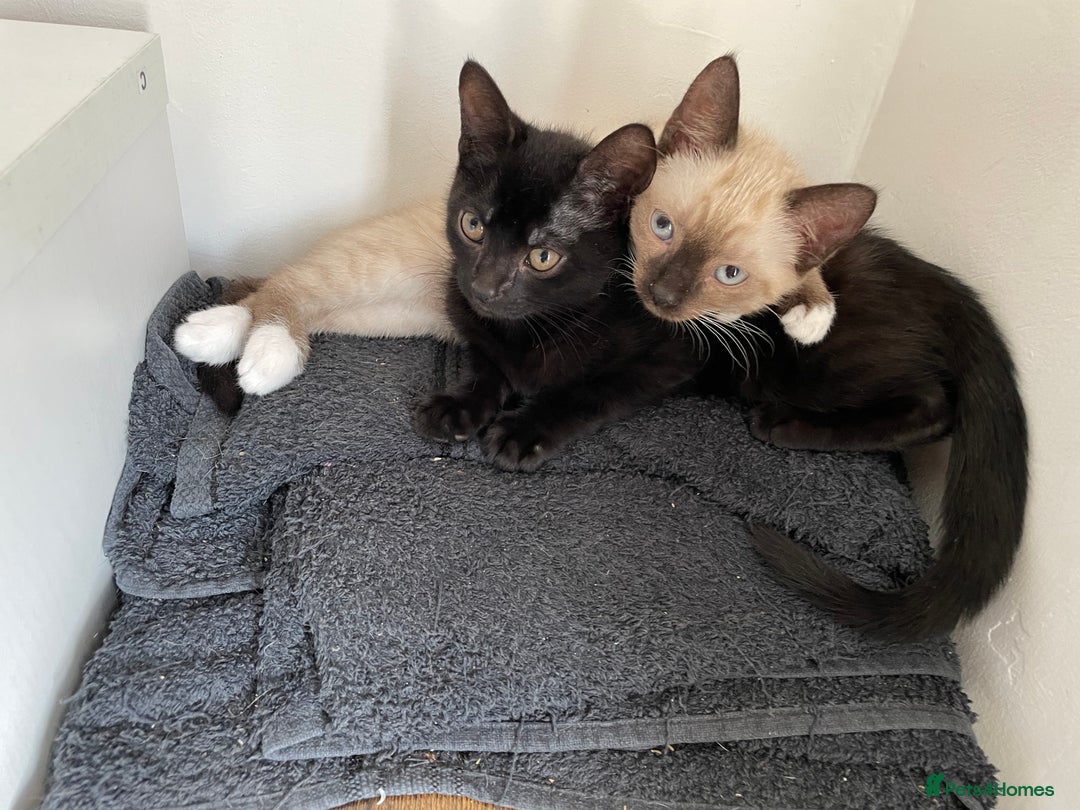 Mixed Breed cats for sale: 4 beautiful kittens looking new home 🩷 - Image 5