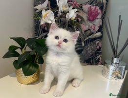 Ragdoll cats Beautiful Ragdoll Kittens - Advert 4