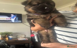 German Shepherd dogs for sale: Beautiful GSD pups - Image 5