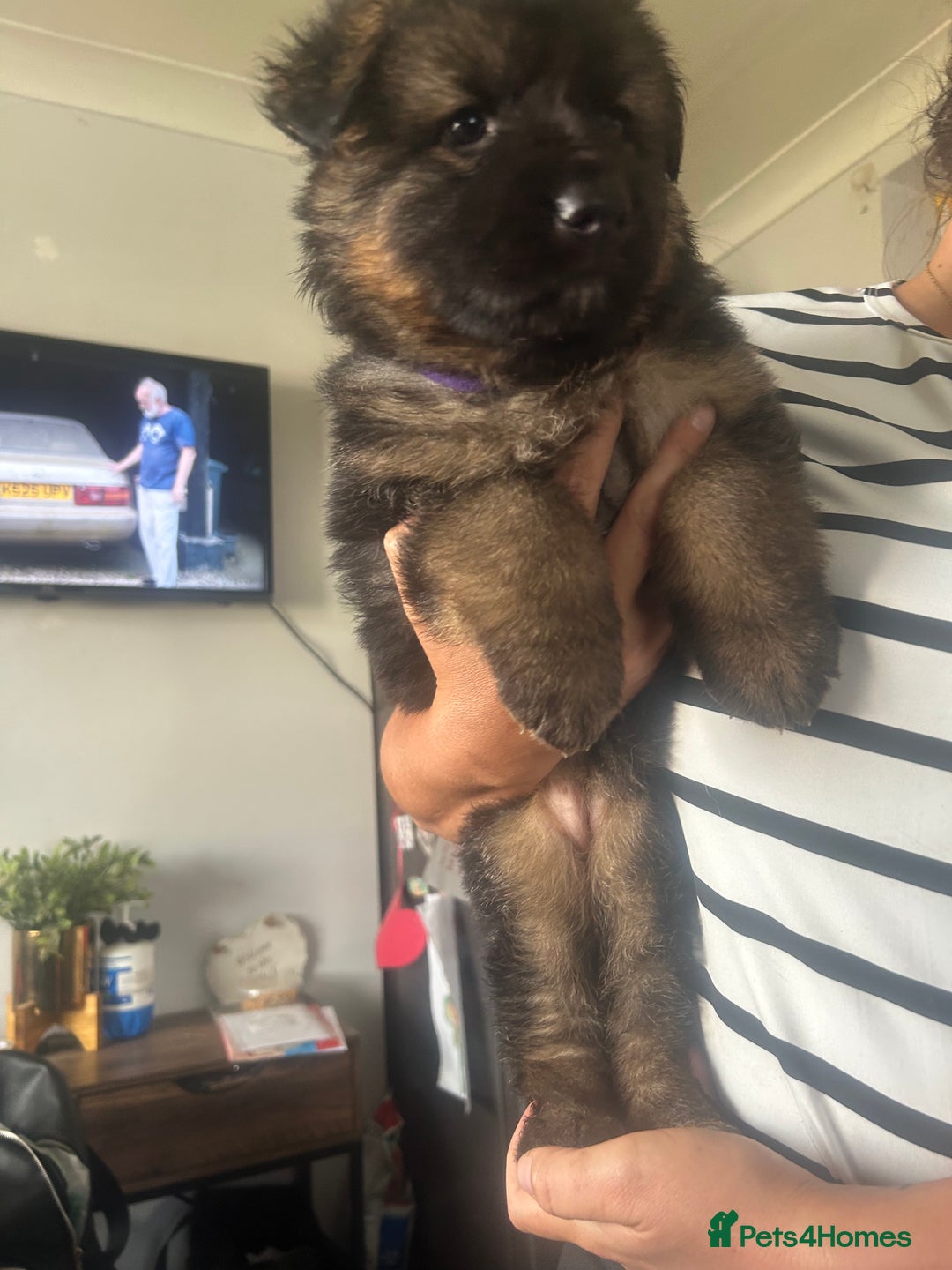 German Shepherd dogs for sale: Beautiful GSD pups - Image 5