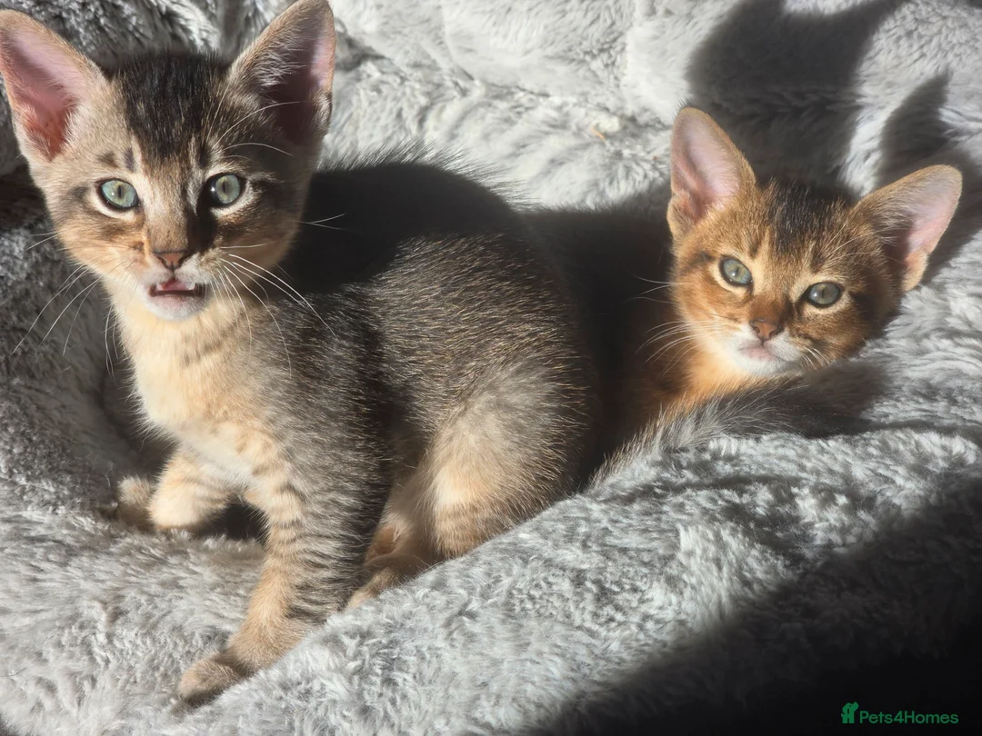 Abyssinian cats for sale: Stunning Kittens – Not to Miss - Advert 16