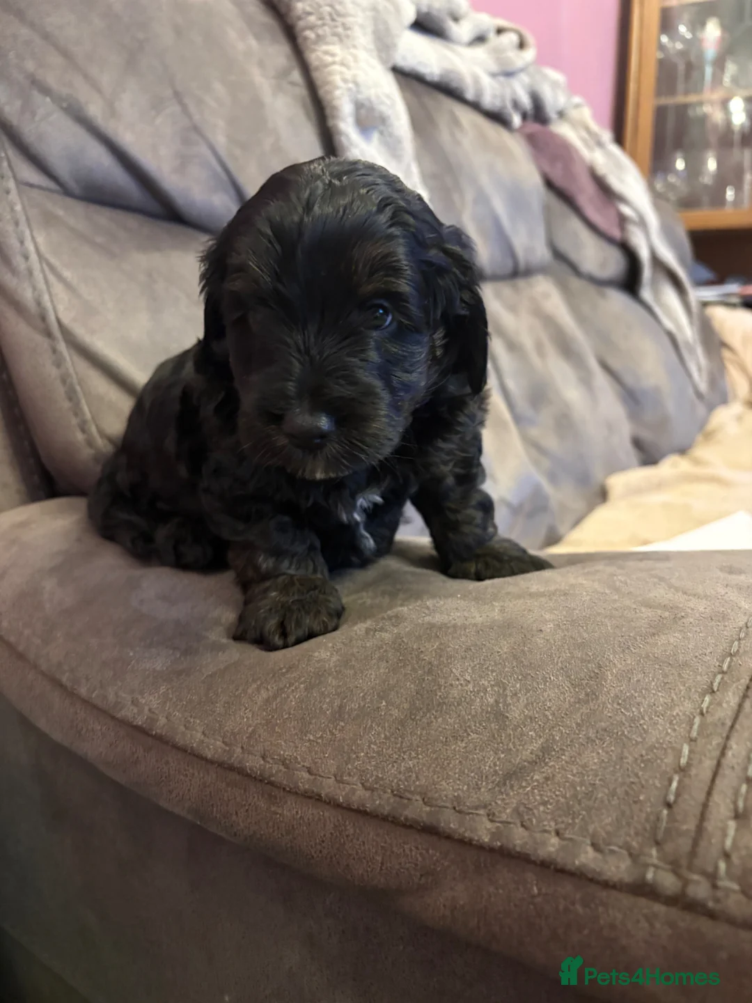 Cockapoo dogs for sale: Last Stunning cockapoo girl ready now - Advert 35