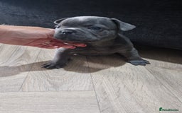 French Bulldog dogs for sale: Blue male French bulldog  - Image 7